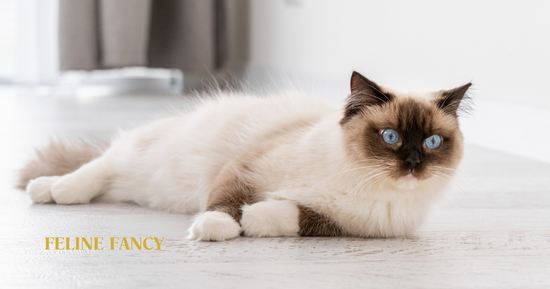 Ragdoll Cat looking cute with Feline Fancy logo.