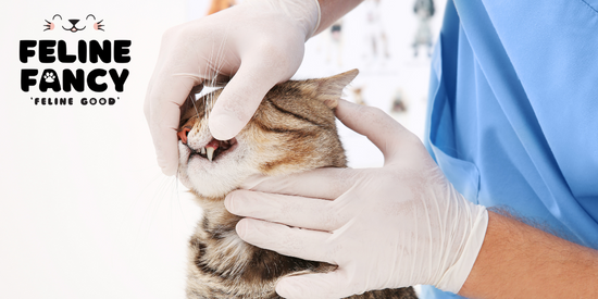 Nine cats showing their teeth looking cute 