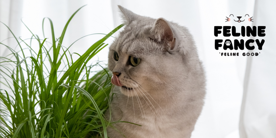 Domestic Cat Looking at some Grass 