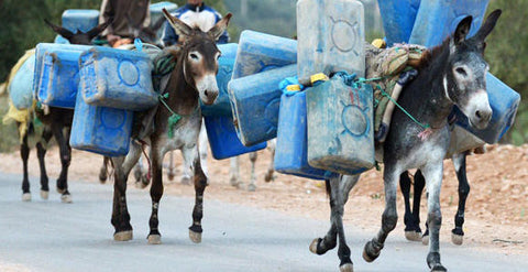 Mules carrying jugs of fuel