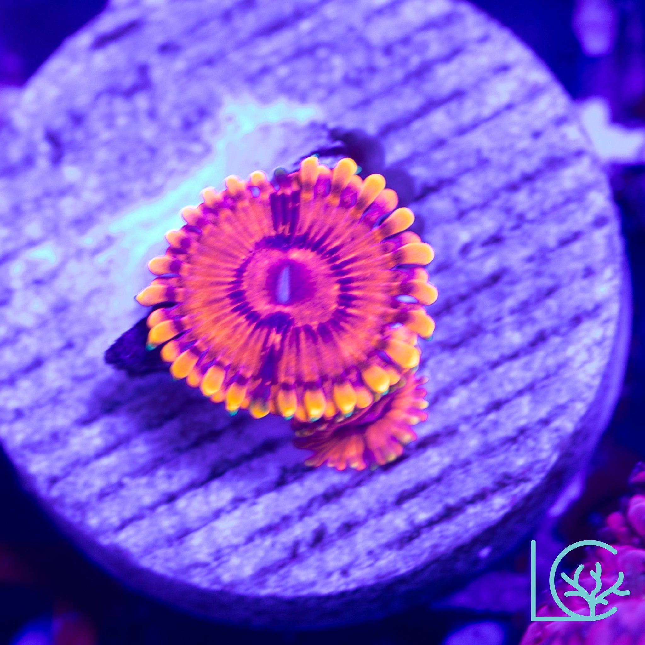 Burning Embers Zoa WYSIWYG