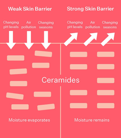What are Ceramides? Skincare 101