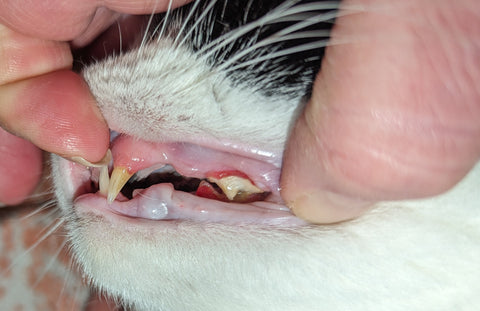 exposed gum line of a cat, showing red gums & teeth that need a clean