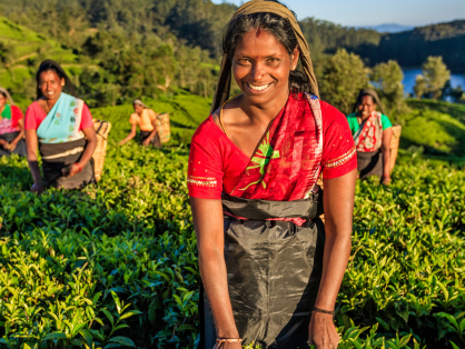 picking Ceylon tea