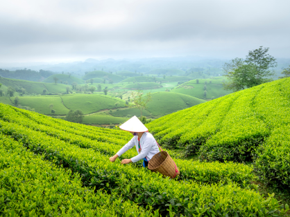 The Tea Gardens of Sri Lanka