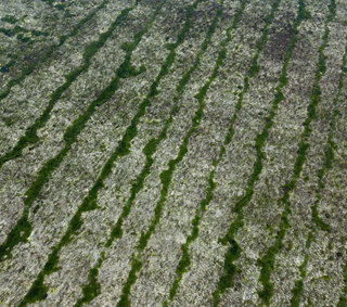 sea moss farms