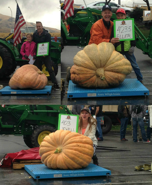 TestOut Pumpkin Weigh In