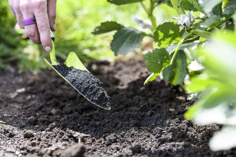 Carbon gold biochar