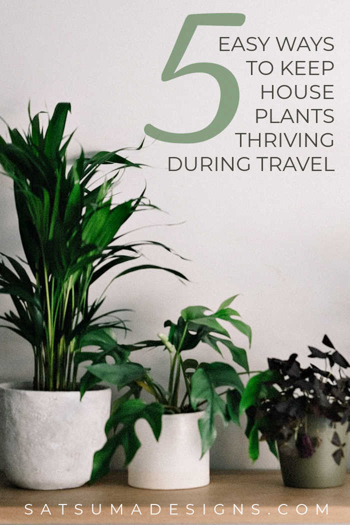 Photo of house plants on a table top
