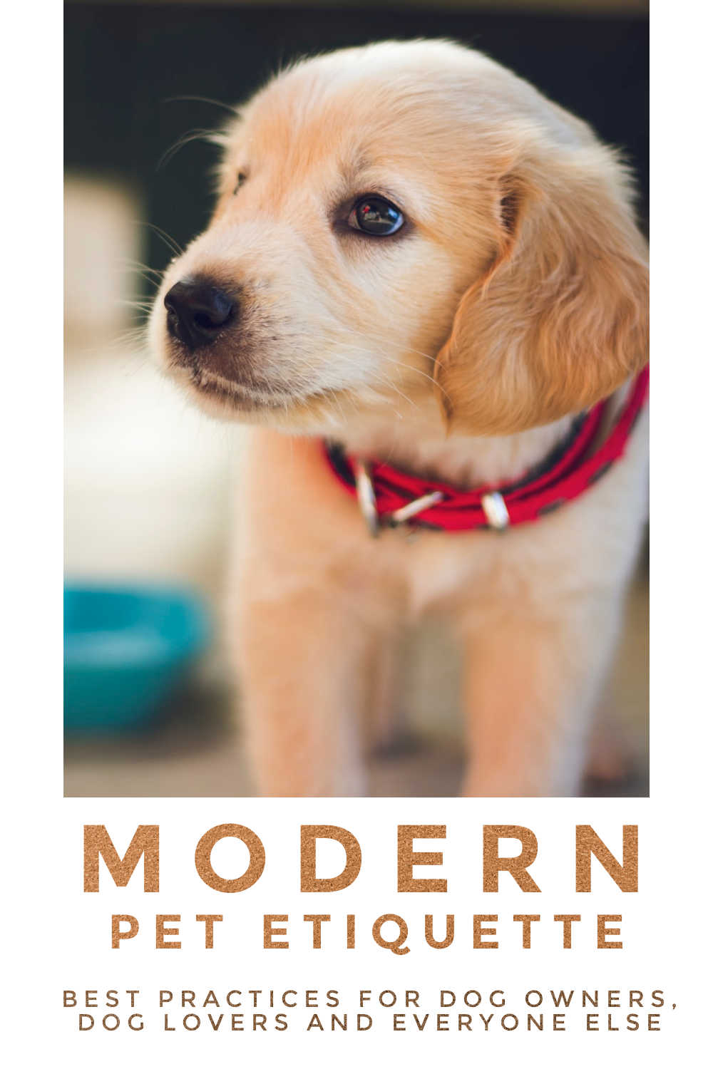 Yellow laborador puppy with red collar and text at the bottom of the image saying Modern Pet Etiquette