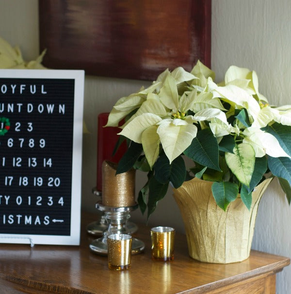 Quickest, cutest felt letter board Advent calendar for holiday celebrating. Countdown to Christmas with my 5 minute advent calendar. #holiday #Christmas #Advent #Adventcalendar #feltletterboard #feltboarddesigns #satsumadesigns.