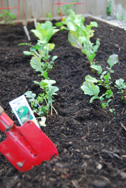 Photo of red trowel in small garden bed