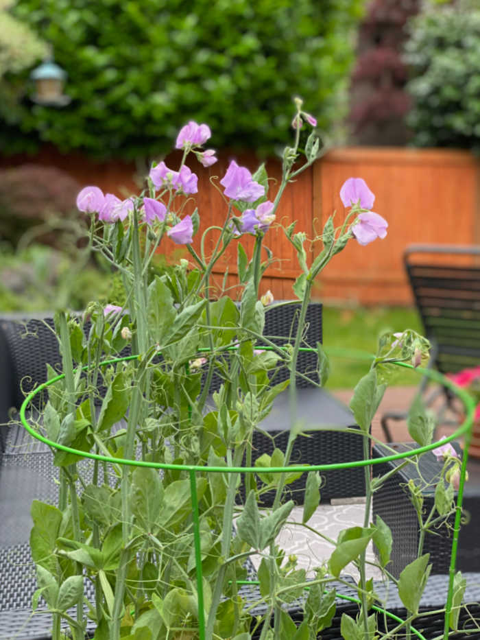 Photo of sweet pea flowers in a wire hoop