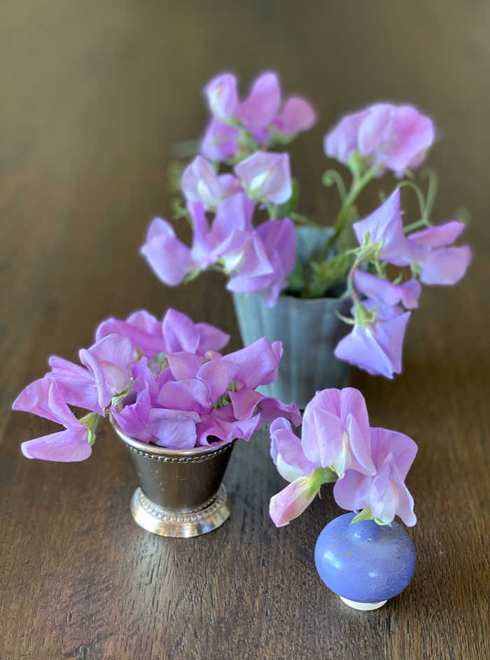 Photo of sweet pea flowers in a miniature mint julep cup
