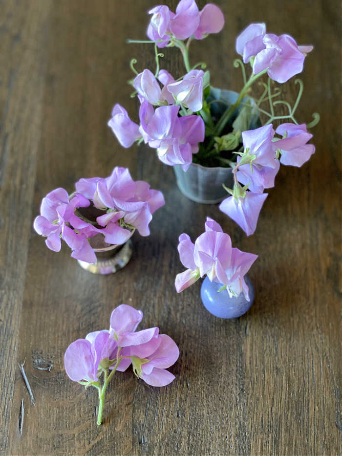 Photo of sweet pea flower blooms on a table top