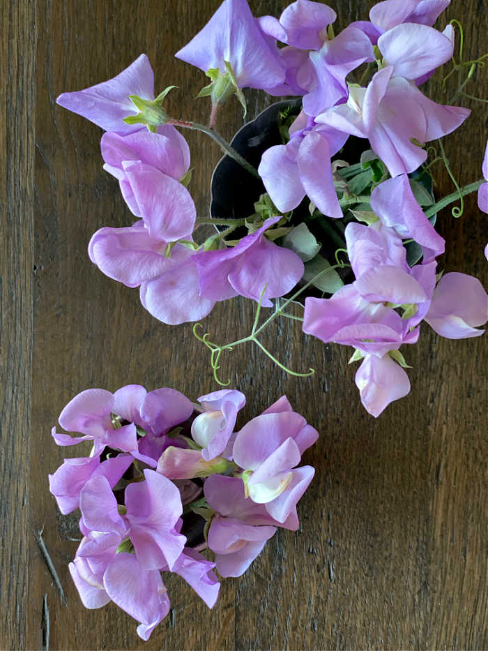 Photo of sweet pea blooms