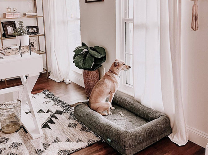 Dog looking out window from large dog bed