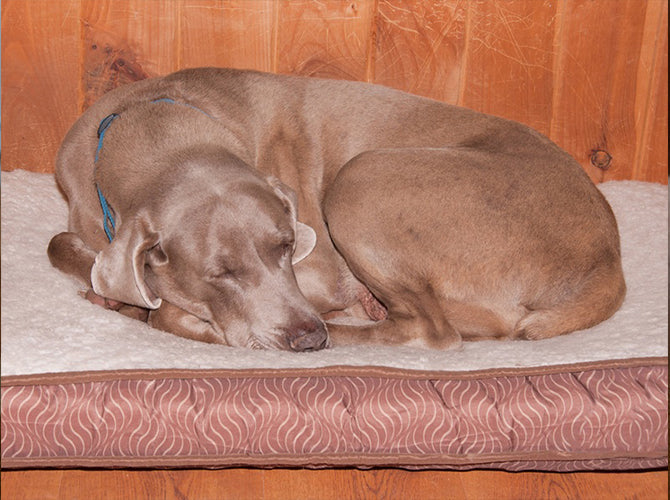 Dog curled up on a large bed