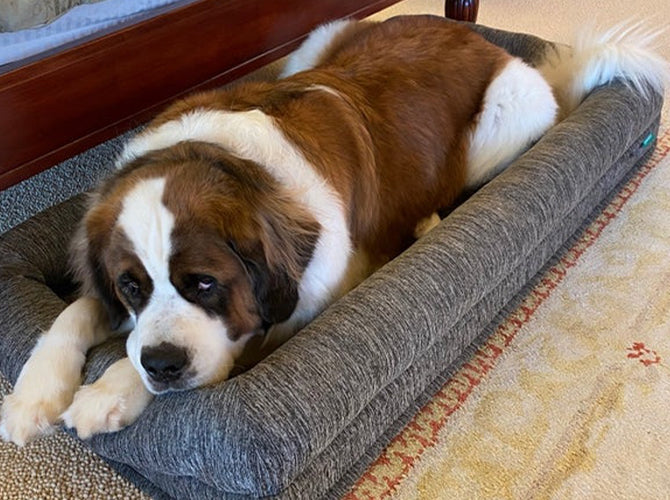 Large dog laying on a dog bed