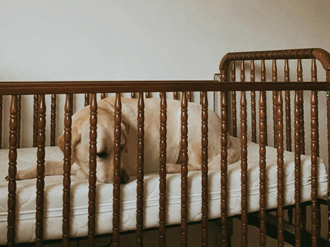 dog in crib where he gets his dog sleep