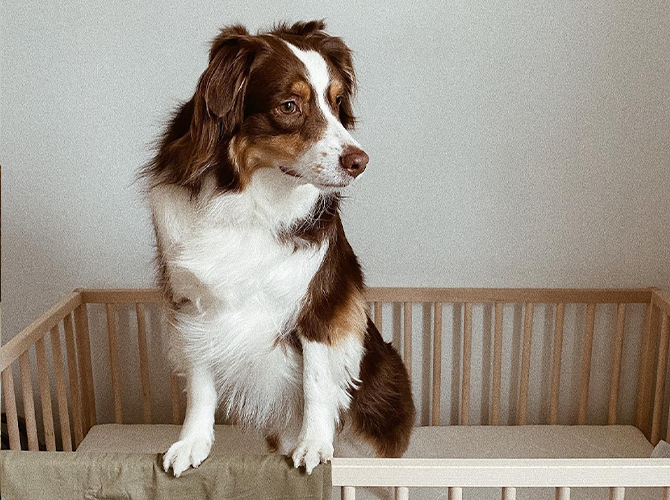 Dog standing up on rail of crib