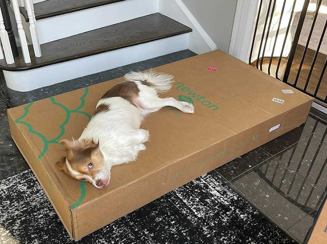 dog laying on a furniture box near the stairs