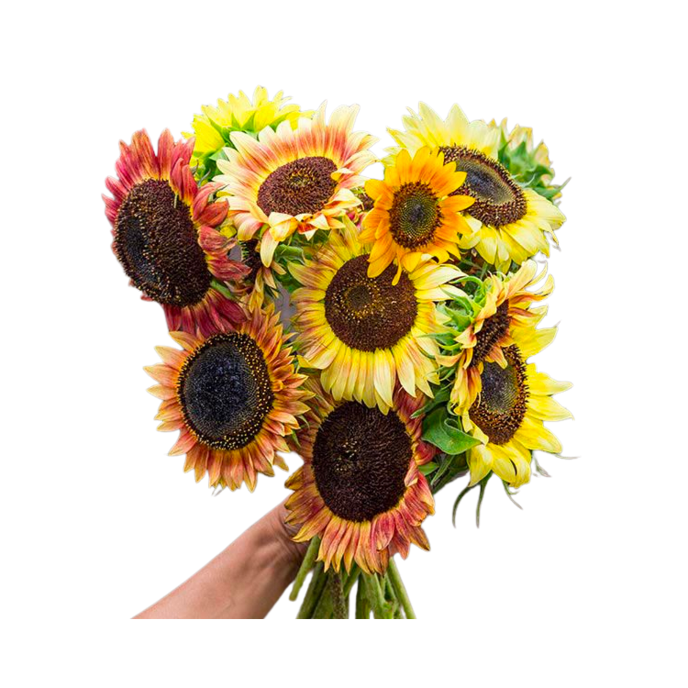 Hopi Black Dye Sunflower