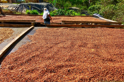 Coffee drying speeds