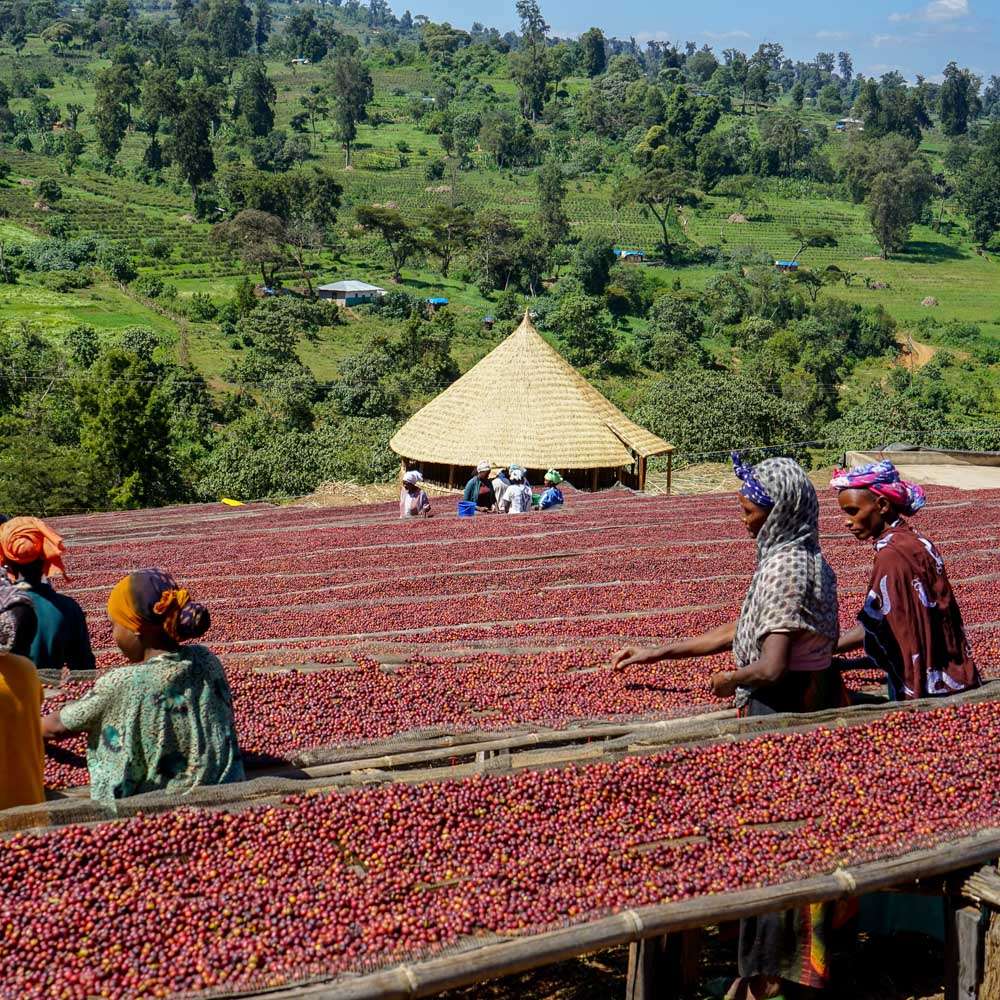 Ethiopia Natural Processed Coffee