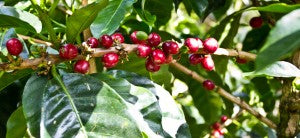 Panama Boquete Geisha Finca Mama Cata Coffee Cherry