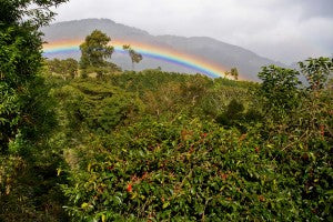 Panama Boquete Geisha Finca Mama Cata