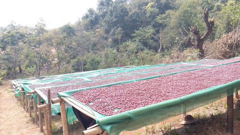 African drying beds