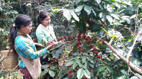 Sin Net Chaung Coffee