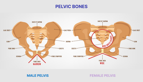 male and female pelvic bones