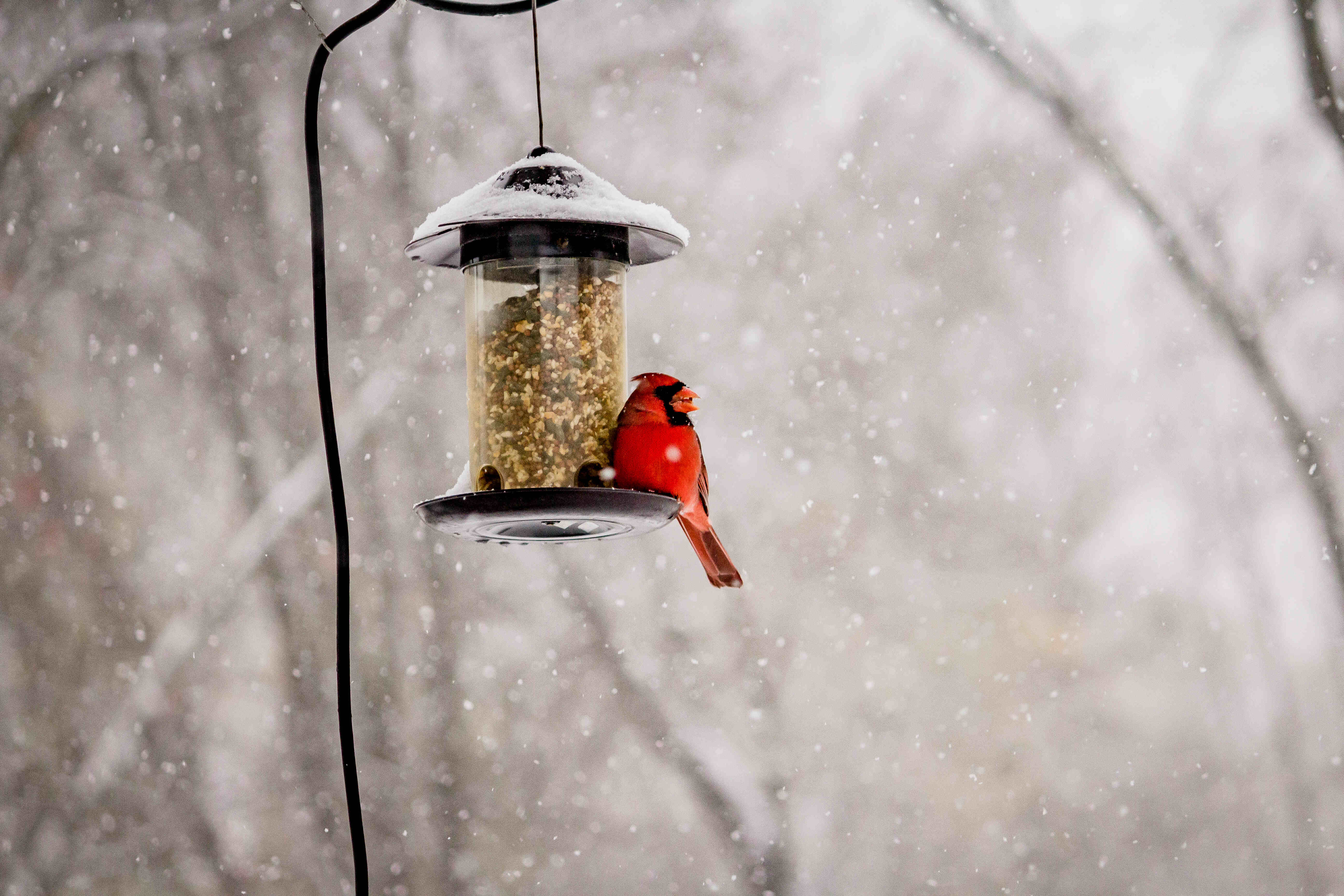 Winter bird feeding