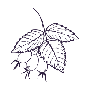 Rosehip.png__PID:dc5d9fdf-7886-4754-94ec-e9ceab26e058