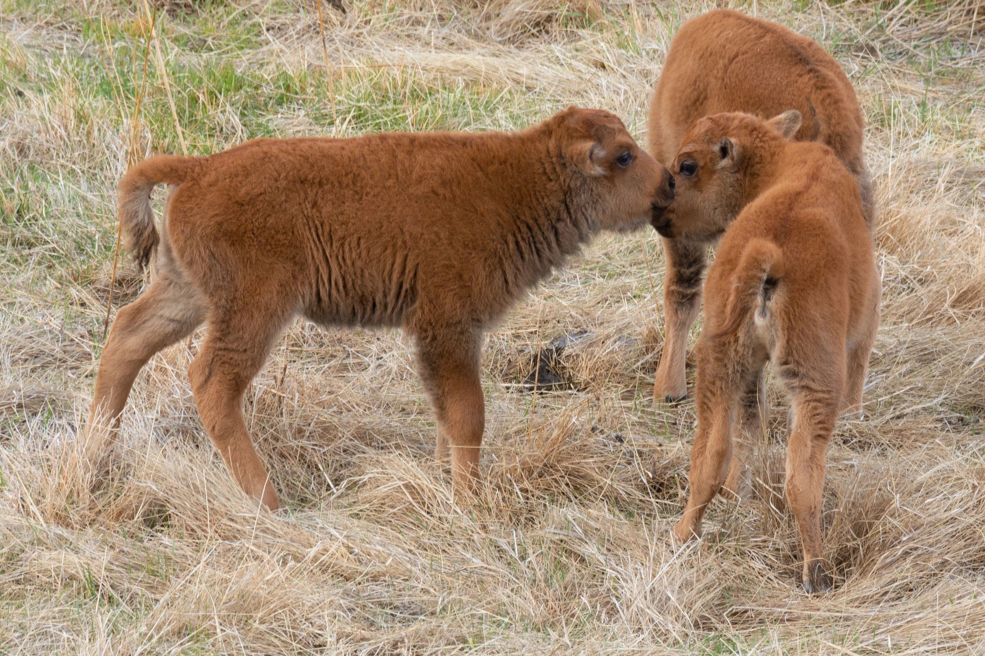 BabyBisonKissing.webp__PID:8f553bb1-3bfe-42ed-9287-22ad7d8646a9