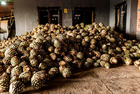 Blue agave bolas, referred to as pineapples, sit in a pile in a tequila distillery in Jalisco state, Mexico. The 'Piñas' or 'bolas' are piled in the factory awaiting to be put into an oven where they are baked to allow the juices be squeezed out later in the process.