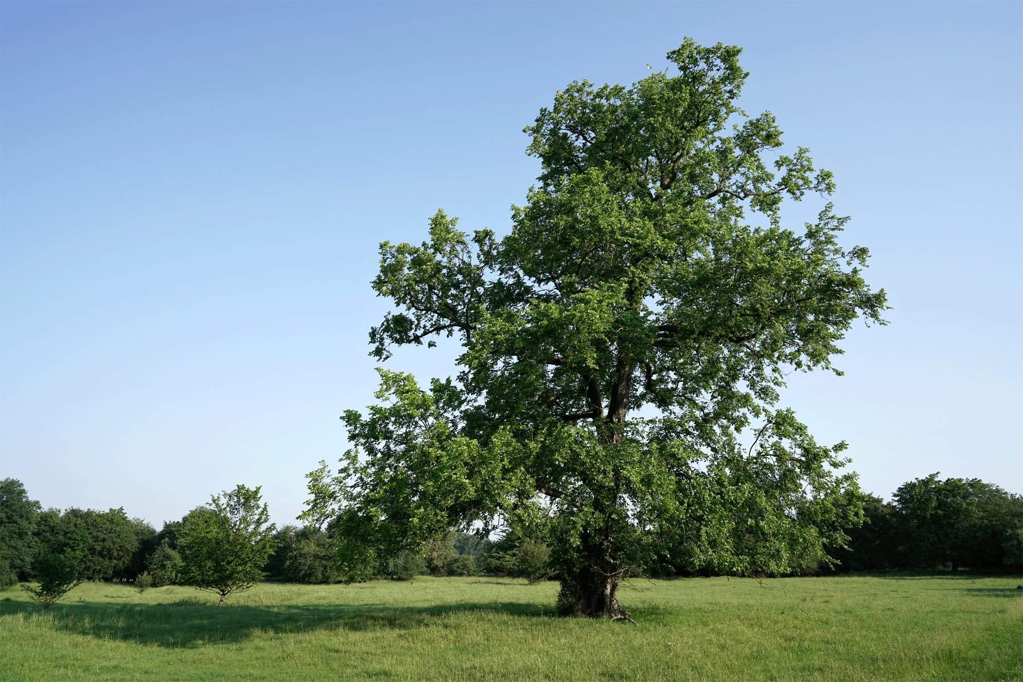 Tout savoir sur le bourgeau de la peau : l'orme - Arbre d'orme