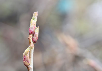 Le bourgeon de cassis au secours de vos articulations.