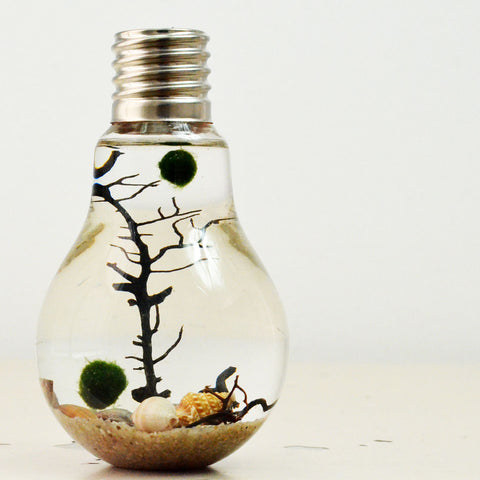 Aquatic Terrarium// Marimo Terrarium// Bottle – PS Terrariums