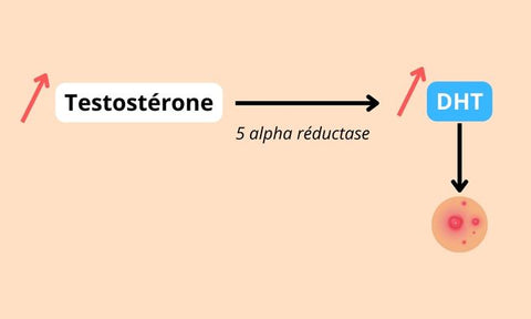 testostérone exces acné