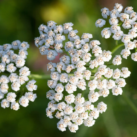 Achillee millefeuille bio oria nature