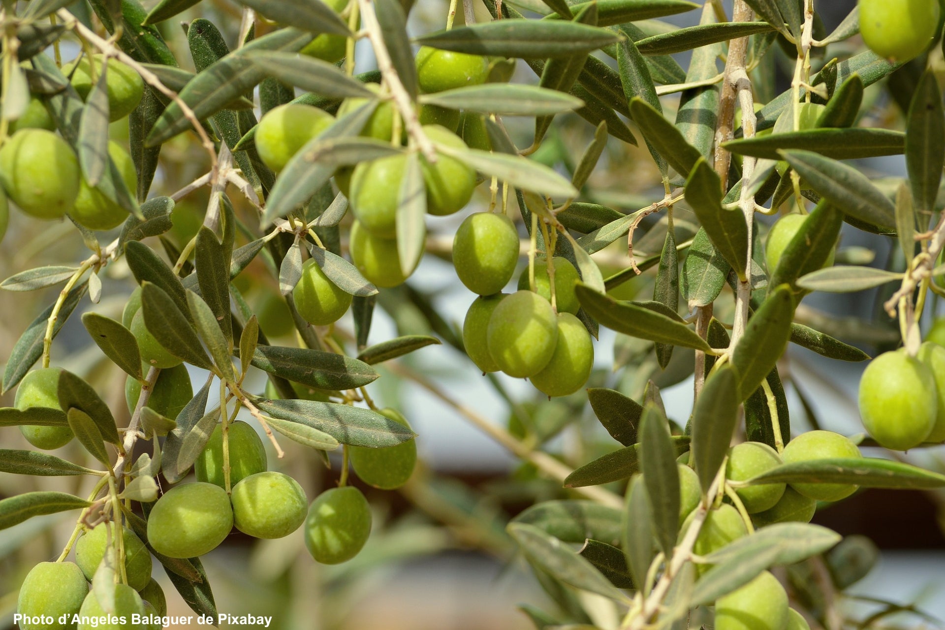 Branche d'olivier avec des olives vertes – Photo d’Angeles Balaguer de Pixabay