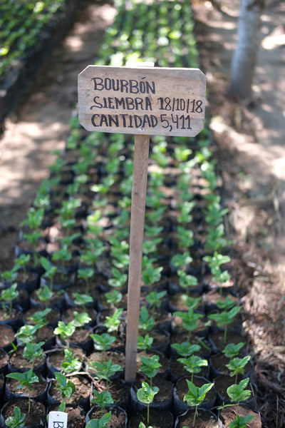 bourbon nursery