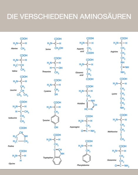 Aminosäure Einnahme
