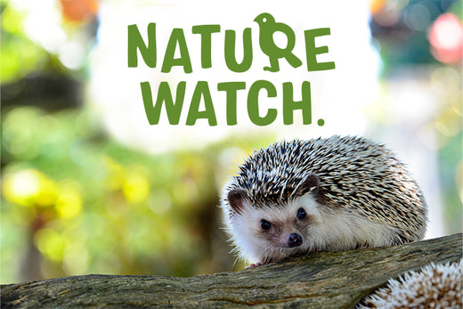 hedgehog on a log looking into the camera with the words nature watch in green above