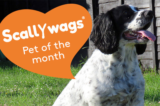 Black and white cocker spaniel sitting happily on the grass with an orange heart banner saying scallywags pet of the month