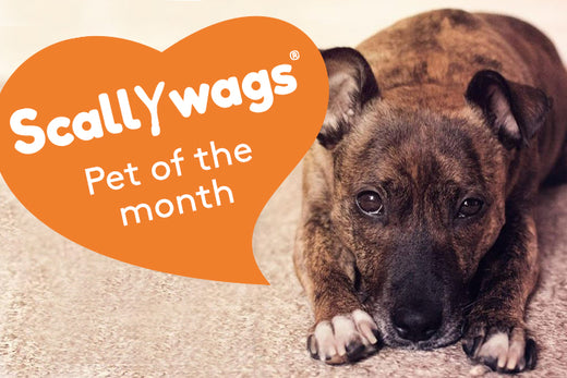 Beautiful staffy and jack russell cross with an orange heart banner saying Scallywags Pet of the Month