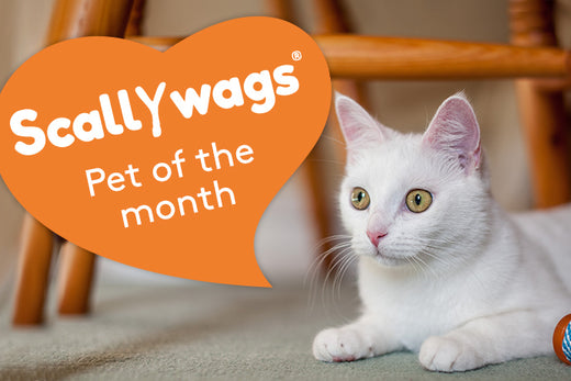 cute white cat with the banner Scallywags pet of the month